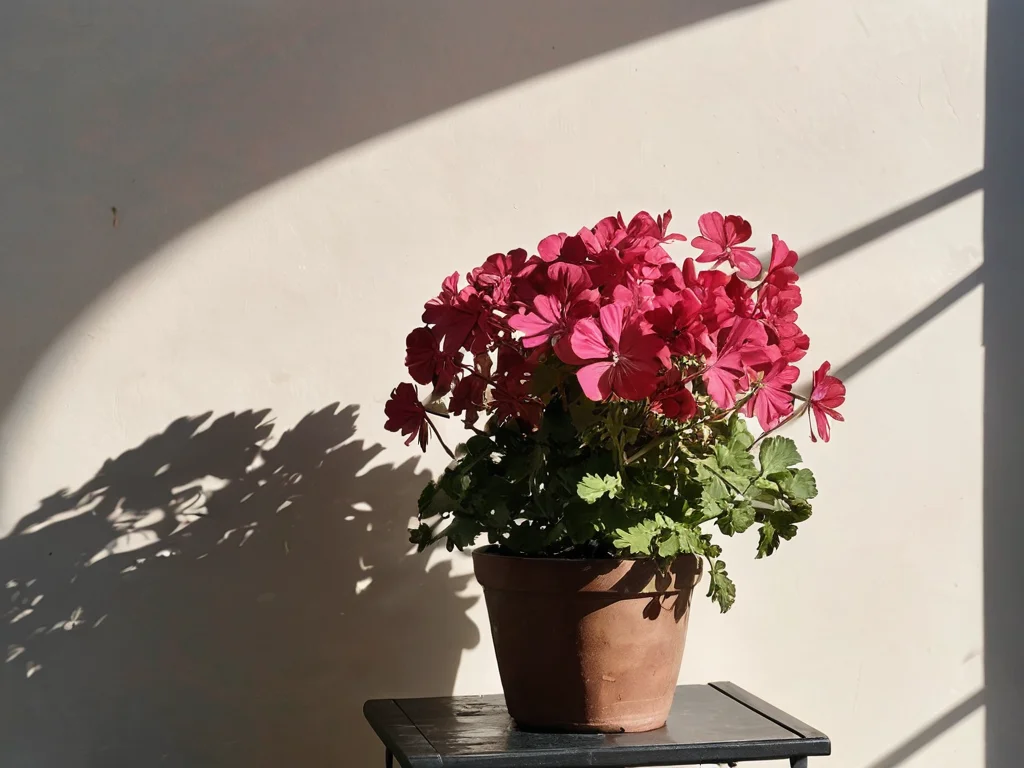 Затененный угол комнаты с увядающей геранью в забытом горшке, символизирующей распространенные ошибки в уходе и неправильное размещение. Подчеркивает, чего следует избегать, чтобы не нарушить защитные свойства герани по феншуй.